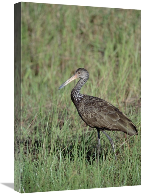 Global Gallery GCS-451475-1624-142 16 x 24 in. Limpkin in Marshland&#4