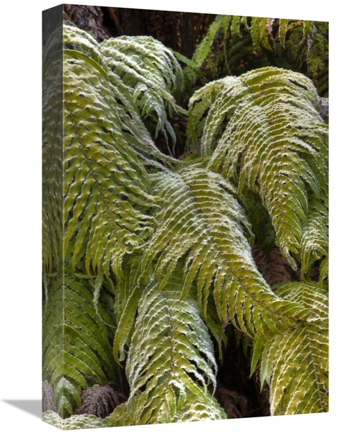 Global Gallery GCS-397793-1218-142 12 x 18 in. Kiokio Covered in Frost