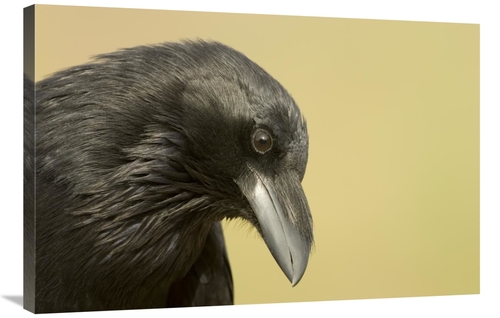 Global Gallery GCS-453328-2436-142 24 x 36 in. Common Raven Portrait&#