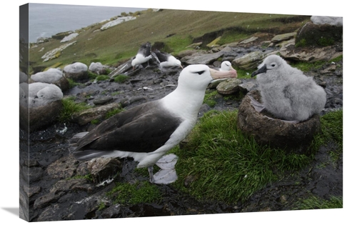 Global Gallery GCS-453568-2030-142 20 x 30 in. Black-Browed Albatross 