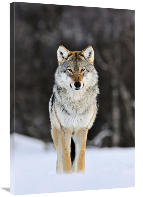 Global Gallery GCS-395682-2436-142 24 x 36 in. Gray Wolf Standing in t