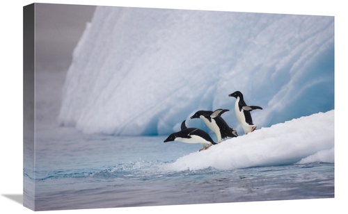 Global Gallery GCS-395832-1624-142 16 x 24 in. Adelie Penguin Trio Div