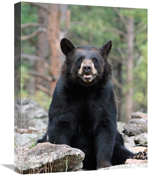 Global Gallery GCS-486425-22-142 22 in. Resting Bear Art Print - Vic S