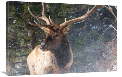 Global Gallery GCS-486481-36-142 36 in. Untroubled Art Print - Vic Sch