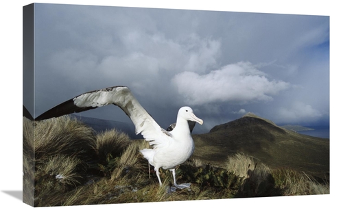 Global Gallery GCS-451596-1624-142 16 x 24 in. Southern Royal Albatros