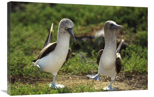 Global Gallery GCS-395658-2436-142 24 x 36 in. Blue-Footed Booby Pair 