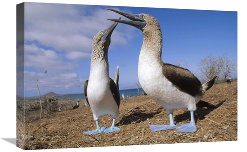 Global Gallery GCS-451098-1624-142 16 x 24 in. Blue-Footed Booby Coupl