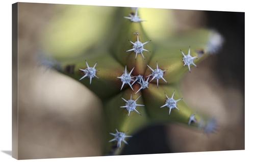 Global Gallery GCS-398100-2436-142 24 x 36 in. Old Man Cactus Detail o