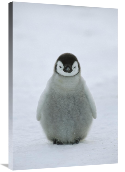 Global Gallery GCS-452415-2436-142 24 x 36 in. Emperor Penguin Chick P