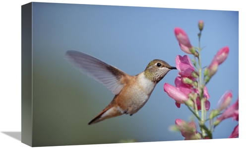 Global Gallery GCS-396502-1218-142 12 x 18 in. Rufous Hummingbird Juve