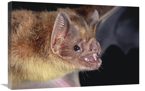 Global Gallery GCS-397231-2030-142 20 x 30 in. Vampire Bat Portrait