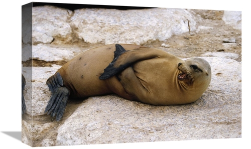 Global Gallery GCS-452432-1218-142 12 x 18 in. Galapagos Sea Lion Call