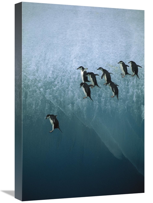 Global Gallery GCS-395906-1624-142 16 x 24 in. Chinstrap Penguins Grou