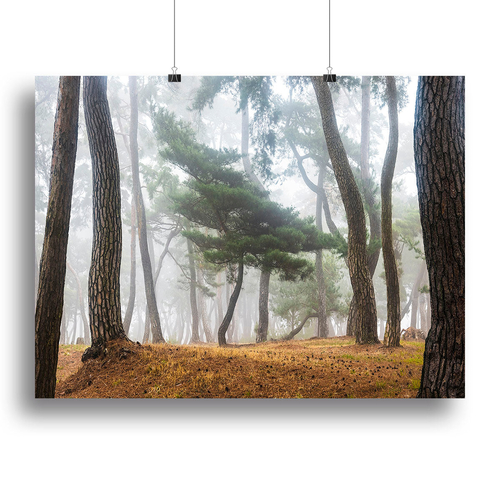 In The Misty Pine Forest Canvas Print or Poster