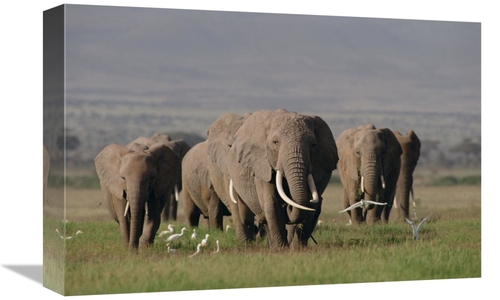 Global Gallery GCS-452821-1218-142 12 x 18 in. African Elephant Matria