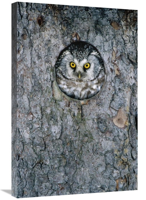 Global Gallery GCS-398510-2030-142 20 x 30 in. Tengmalms Owl or Boreal