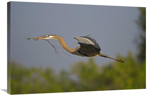 Global Gallery GCS-453346-2436-142 24 x 36 in. Great Blue Heron Flying