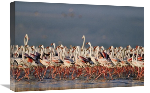 Global Gallery GCS-395929-1624-142 16 x 24 in. Greater Flamingo & Less