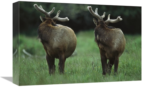 Global Gallery GCS-396639-1218-142 12 x 18 in. Elk Pair Looking Behind