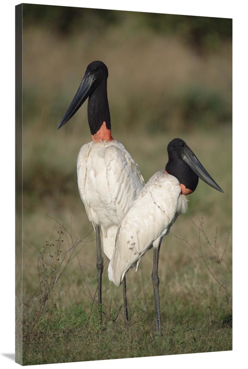 Global Gallery GCS-451476-44-142 44 in. Jabiru Stork Pair Courting&#44