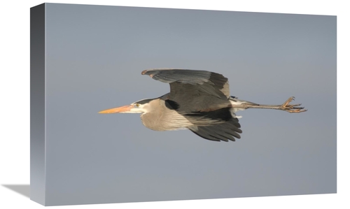 Global Gallery GCS-397393-1218-142 12 x 18 in. Great Blue Heron Flying