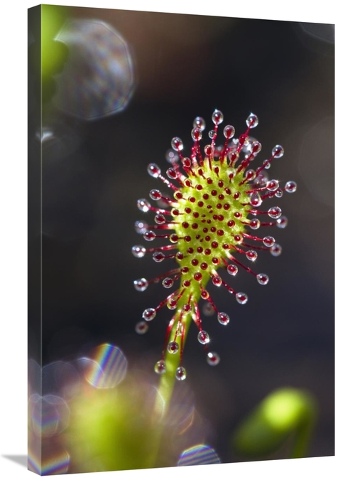 Global Gallery GCS-398519-2030-142 20 x 30 in. Oblong-Leaved Sundew wi