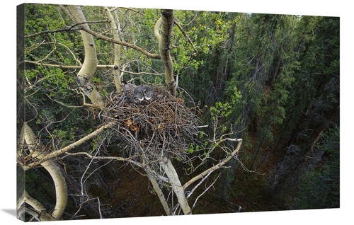 Global Gallery GCS-451925-2436-142 24 x 36 in. Great Gray Owl Parent I