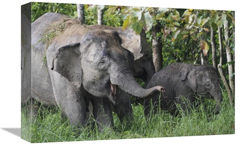 Global Gallery GCS-397706-1218-142 12 x 18 in. Asian Elephant Mother &