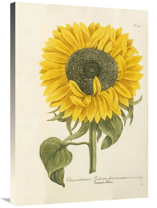 Global Gallery GCS-267567-36-142 36 in. Sun Flower Art Print - Johann 