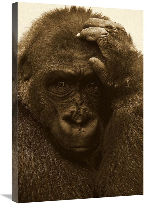 Global Gallery GCS-453663-2030-142 20 x 30 in. Western Lowland Gorilla