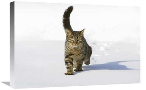 Global Gallery GCS-452579-1624-142 16 x 24 in. House Cat Male Walking 