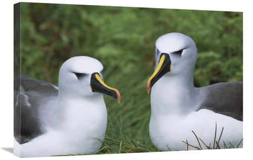 Global Gallery GCS-451787-2030-142 20 x 30 in. Yellow-Nosed Albatross 