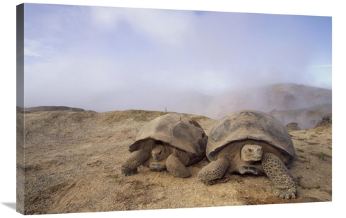 Global Gallery GCS-451322-2436-142 24 x 36 in. Galapagos Giant Tortois