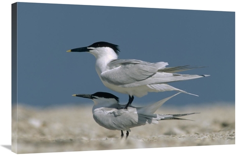 Global Gallery GCS-396202-2436-142 24 x 36 in. Sandwich Tern Couple Co