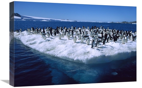 Global Gallery GCS-453392-1624-142 16 x 24 in. Adelie Penguins on Icef