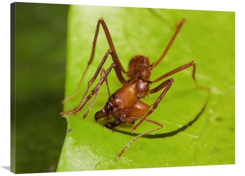 Global Gallery GCS-452680-3040-142 30 x 40 in. Leafcutter Ant Ant Cutt