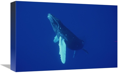 Global Gallery GCS-450791-1218-142 12 x 18 in. Humpback Whale Curious 