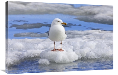 Global Gallery GCS-452714-2436-142 24 x 36 in. Glaucous Gull on Ice Fl