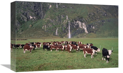 Global Gallery GCS-451534-1218-142 12 x 18 in. Hereford Cattle Herd