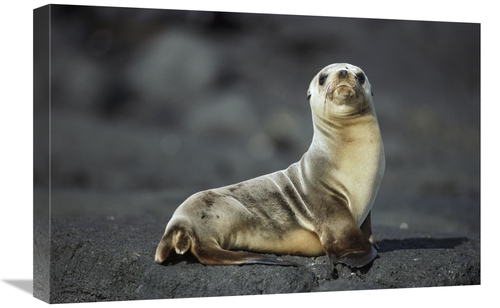 Global Gallery GCS-451761-1624-142 16 x 24 in. Galapagos Sea Lion Pup&