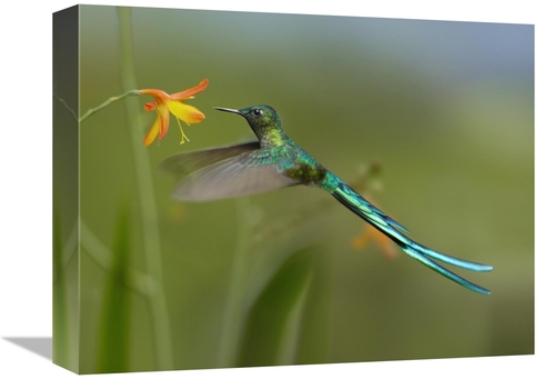 Global Gallery GCS-396830-1216-142 12 x 16 in. Long-Tailed Sylph Feedi