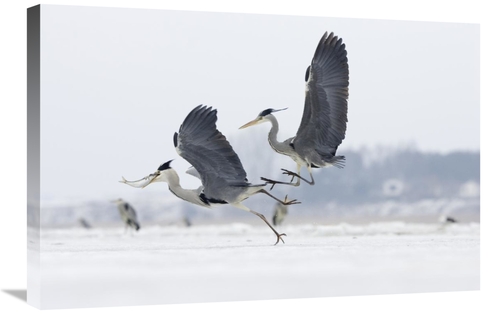 Global Gallery GCS-452617-2030-142 20 x 30 in. Grey Heron Pair Fightin