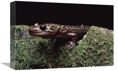 Global Gallery GCS-450724-1218-142 12 x 18 in. Pacific Giant Salamande