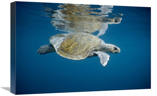 Global Gallery GCS-395638-1624-142 16 x 24 in. Olive Ridley Sea Turtle