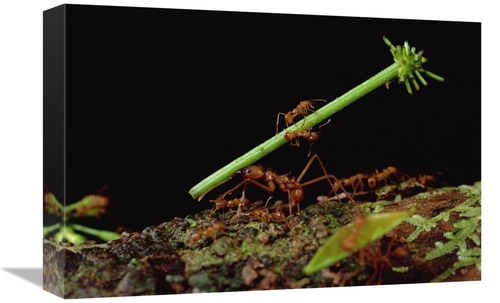 Global Gallery GCS-450772-1218-142 12 x 18 in. Leafcutter Ant Workers 