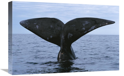 Global Gallery GCS-453570-1624-142 16 x 24 in. Southern Right Whale Di