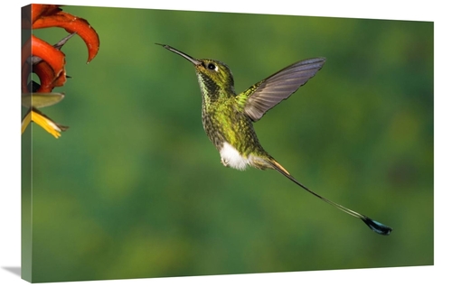 Global Gallery GCS-398315-2436-142 24 x 36 in. Booted Racket-Tail Humm