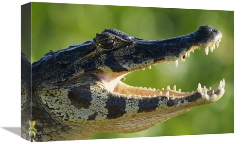 Global Gallery GCS-398522-1218-142 12 x 18 in. Jacare Caiman or Paragu