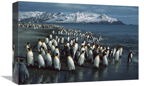 Global Gallery GCS-453388-1218-142 12 x 18 in. King Penguin Colony Alo