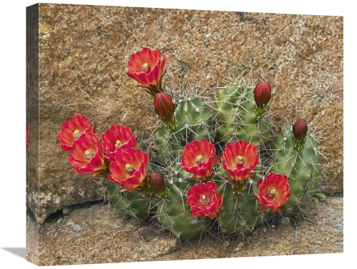 Global Gallery GCS-396008-22-142 22 in. Claret Cup Cactus Flowering&#4